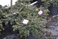 Azalea Michael Hill — photo 2